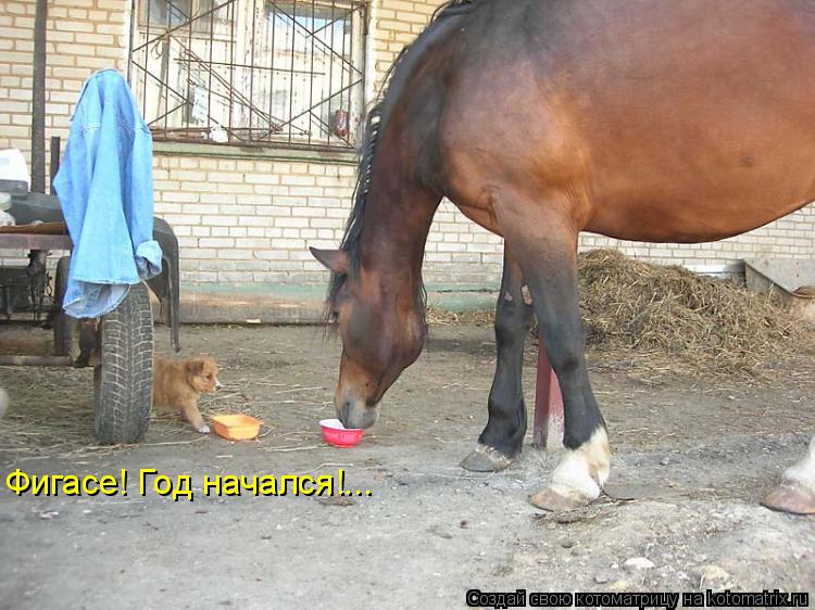 Котоматрица: Фигасе! Год начался!...