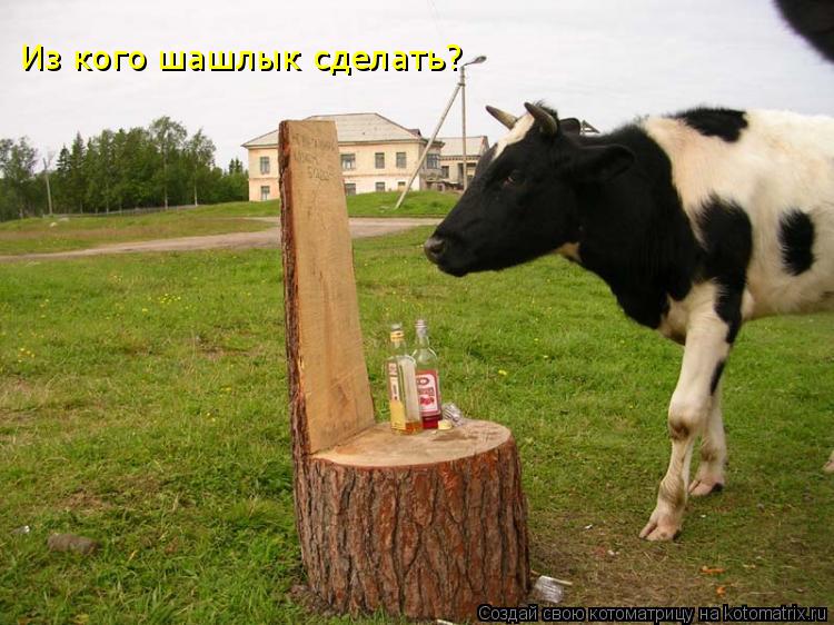 Котоматрица: Из кого шашлык сделать?