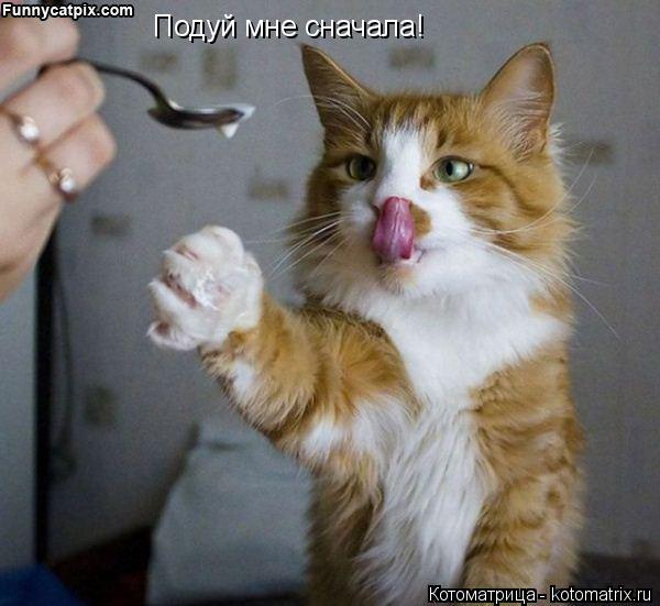 Котоматрица: Подуй мне сначала!