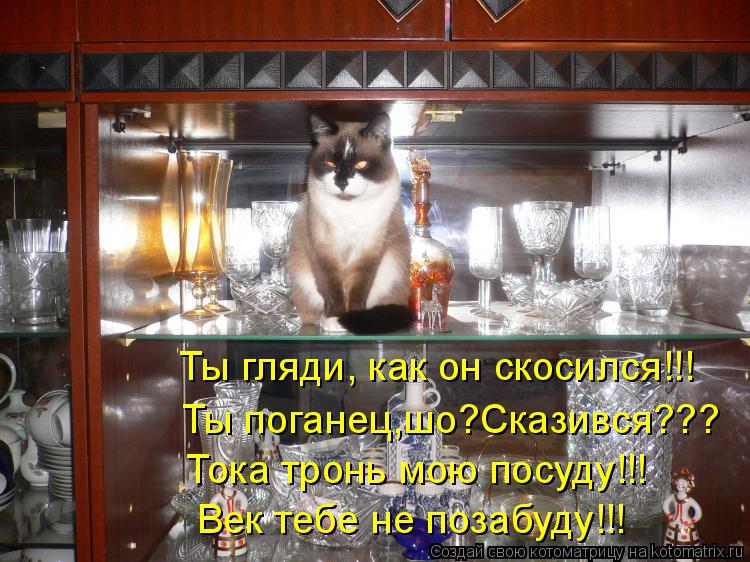 Котоматрица: Ты гляди, как он скосился!!! Ты поганец,шо?Сказився??? Тока тронь мою посуду!!! Век тебе не позабуду!!!