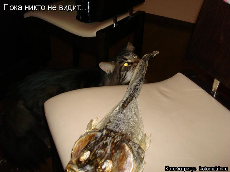 Котоматрица: -Пока никто не видит...