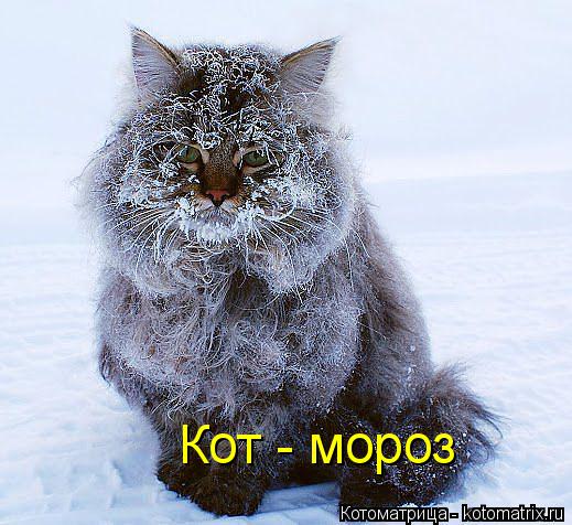 Котоматрица: Кот - мороз