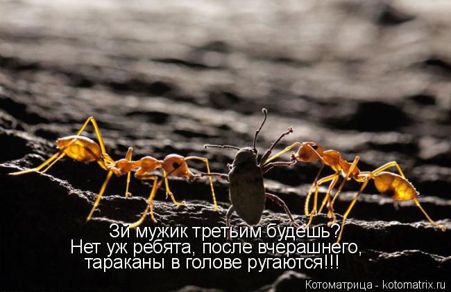 Котоматрица: Зй мужик третьим будешь? Нет уж ребята, после вчерашнего, тараканы в голове ругаются!!!
