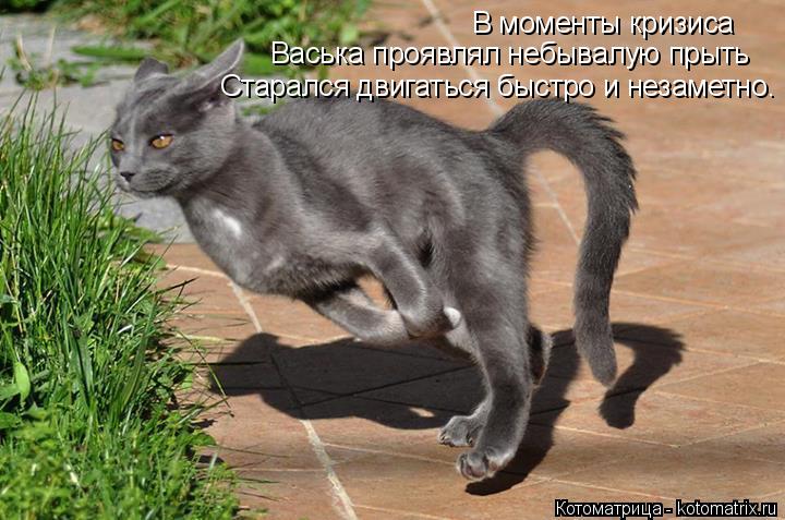 Котоматрица: В моменты кризиса  Васька проявлял небывалую прыть Старался двигаться быстро и незаметно.