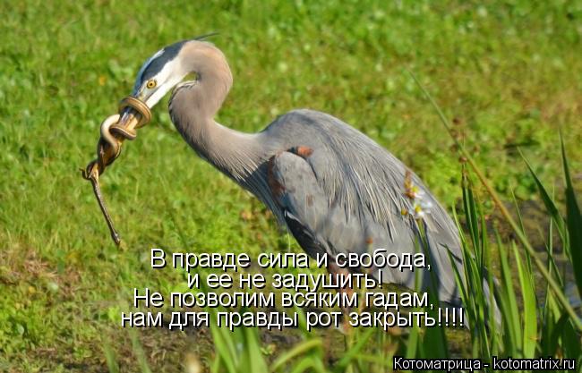 Котоматрица: В правде сила и свобода, и ее не задушить! Не позволим всяким гадам, нам для правды рот закрыть!!!!