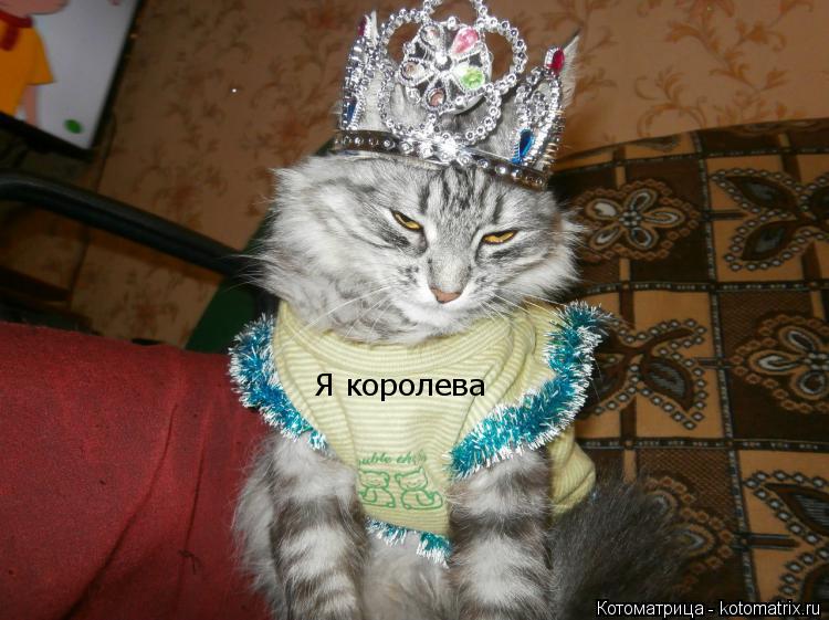 Котоматрица: Я королева