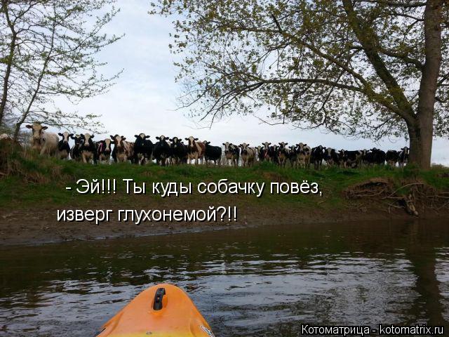 Котоматрица: - Эй!!! Ты куды собачку повёз,  изверг глухонемой?!!