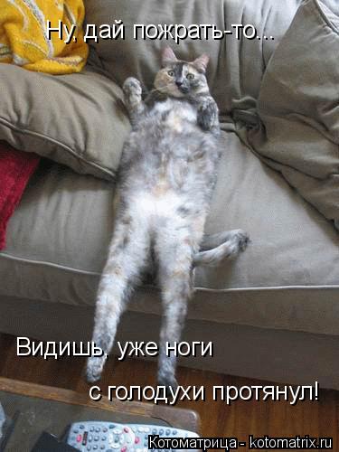 Котоматрица: Ну, дай пожрать-то...  Видишь, уже ноги  с голодухи протянул!