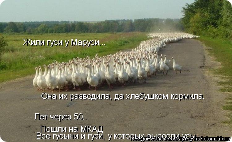 Котоматрица: Жили гуси у Маруси... Она их разводила, да хлебушком кормила. Лет через 50... Пошли на МКАД Все гусыни и гуси, у которых выросли усы...