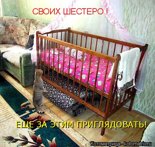 Котоматрица: СВОИХ ШЕСТЕРО ! ЕЩЕ ЗА ЭТИМ ПРИГЛЯДОВАТЬ!
