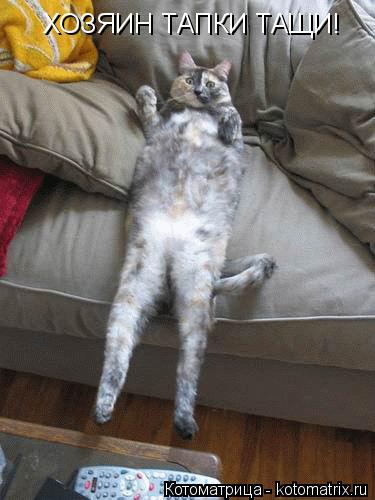 Котоматрица: ХОЗЯИН ТАПКИ ТАЩИ!