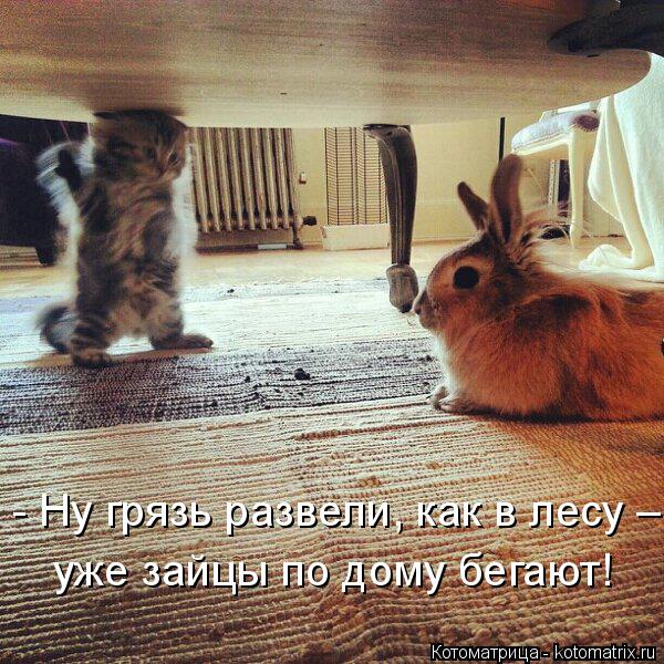Котоматрица: уже зайцы по дому бегают! - Ну грязь развели, как в лесу –