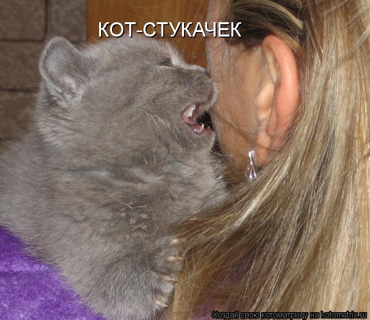 Котоматрица: КОТ-СТУКАЧЕК