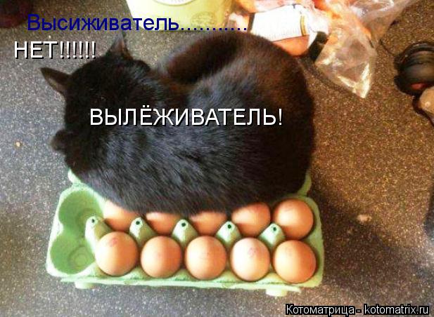 Котоматрица: Высиживатель........... НЕТ!!!!!! ВЫЛЁЖИВАТЕЛЬ!