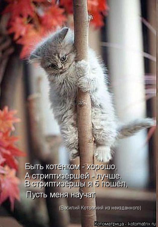 Котоматрица: Быть котёнком - хорошо, А стриптизёршей - лучше. В стриптизёршы я б пошёл, Пусть меня научат. (Василий Котовский из неизданного)