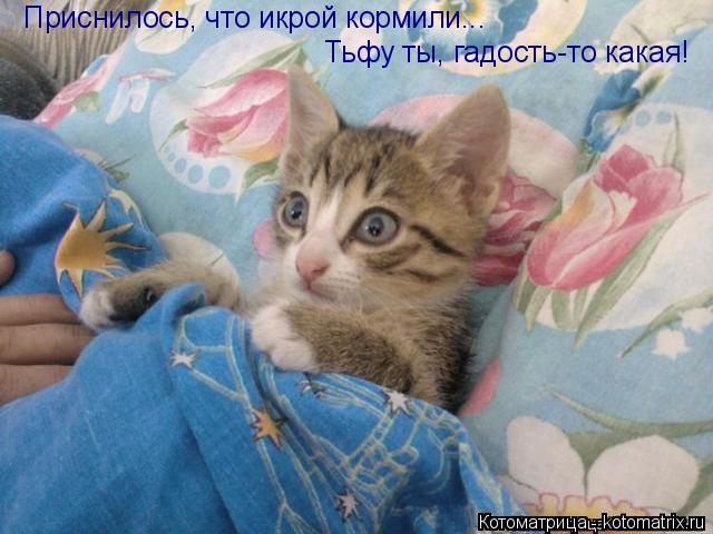 Котоматрица: Приснилось, что икрой кормили... Тьфу ты, гадость-то какая!