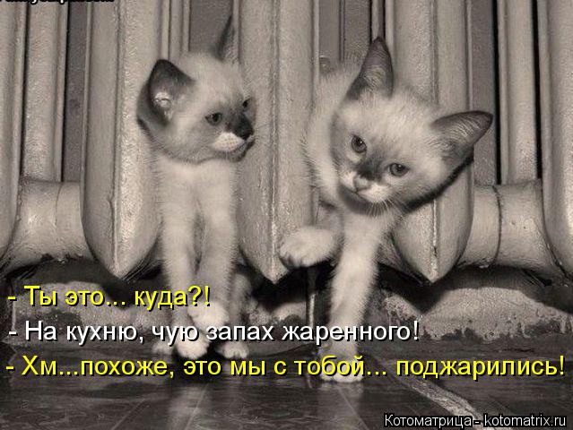 Котоматрица: - Ты это... куда?! - На кухню, чую запах жаренного! - Хм...похоже, это мы с тобой... поджарились!