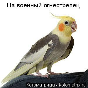 Котоматрица: На военный огнестрелец