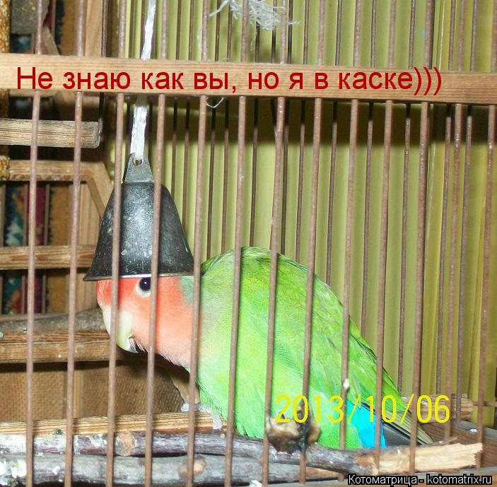 Котоматрица: Не знаю как вы, но я в каске)))