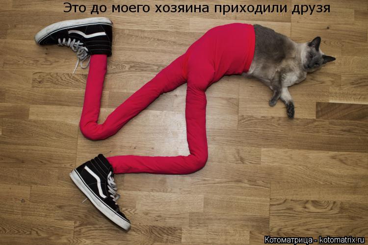 Котоматрица: Это до моего хозяина приходили друзя