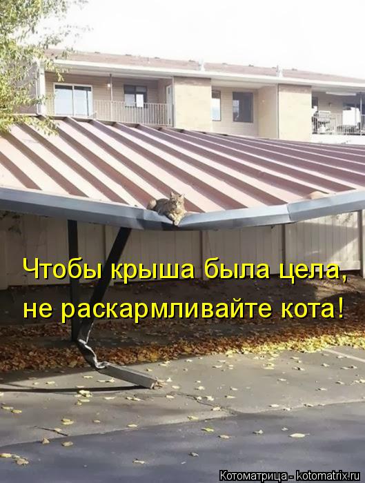 Котоматрица: Чтобы крыша была цела, не раскармливайте кота!