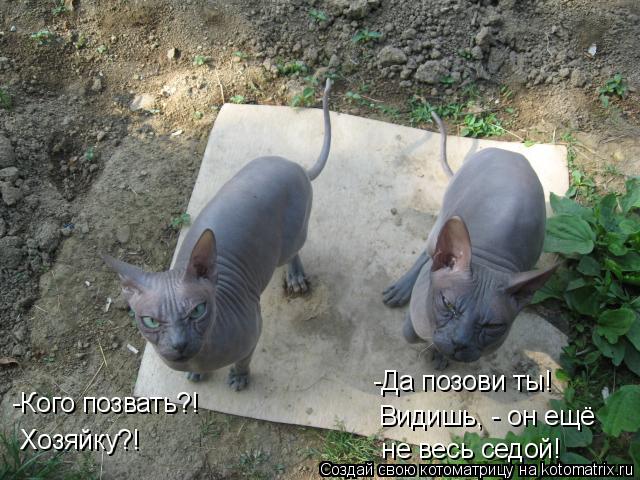 Котоматрица: -Кого позвать?! Хозяйку?! -Да позови ты! Видишь, - он ещё  не весь седой!