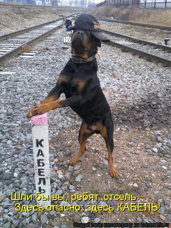 Котоматрица: Шли бы вы, ребят, отсель. Здесь опасно: здесь КАБЕЛЬ!