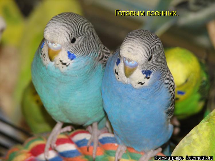 Котоматрица: Готовым военных.
