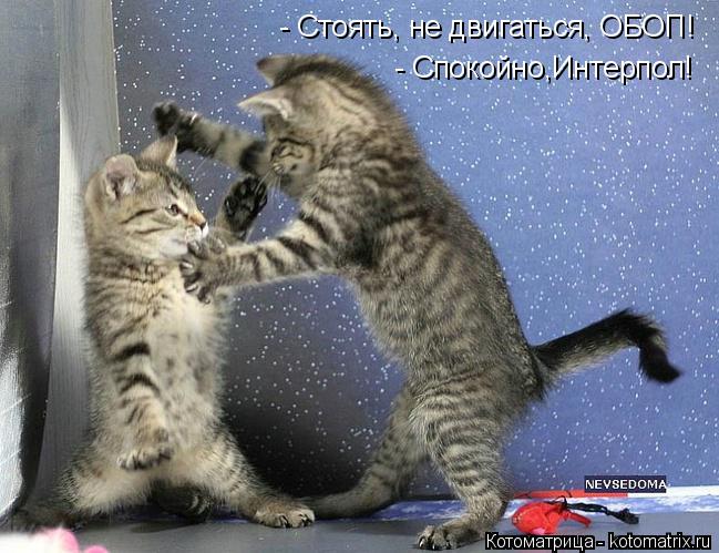Котоматрица: - Стоять, не двигаться, ОБОП! - Спокойно,Интерпол!