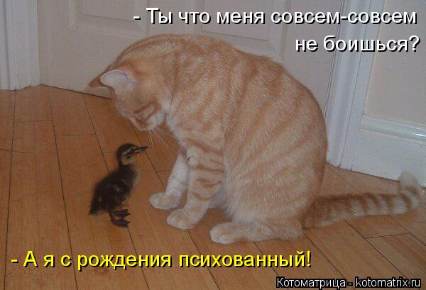 Котоматрица: - Ты что меня совсем-совсем не боишься? - А я с рождения психованный!