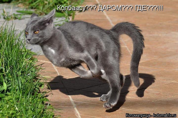 Колбаасу??? ДАРОМ??? ГДЕ???!!!... Котоматрица: Колбаасу??? ДАРОМ??? ГДЕ???!!!