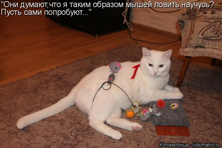 Котоматрица: "Они думают,что я таким образом мышей ловить научусь? Пусть сами попробуют..."