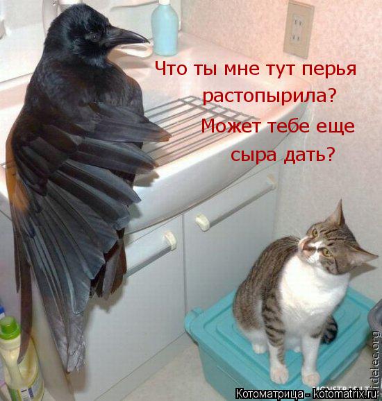 Котоматрица: Что ты мне тут перья  растопырила? Может тебе еще сыра дать?