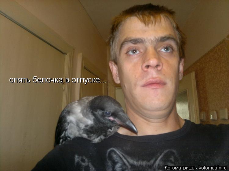 Котоматрица: опять белочка в отпуске...