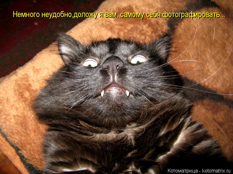 Котоматрица: Немного неудобно,доложу я вам, самому себя фотографировать...