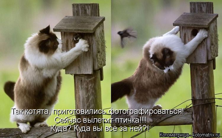 Котоматрица: Сейчас вылетит птичка!!! Куда? Куда вы все за ней?! Так котята, приготовились фотографироваться!