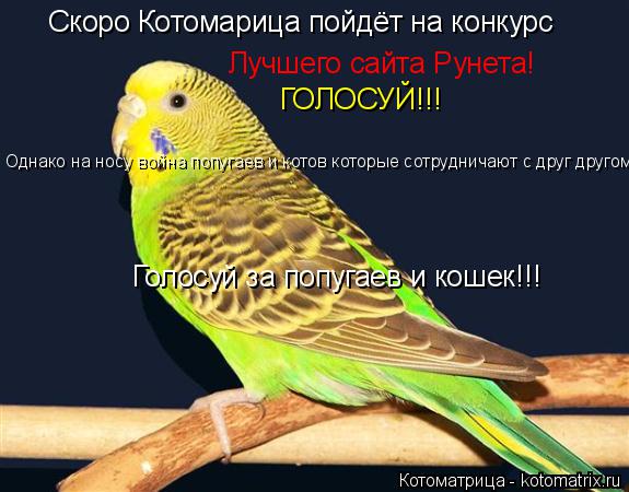 Котоматрица: Скоро Котомарица пойдёт на конкурс Лучшего сайта Рунета! ГОЛОСУЙ!!! Однако на носу война попугаев и котов которые сотрудничают с друг друго