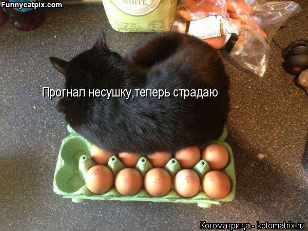 Котоматрица: Прогнал несушку,теперь страдаю