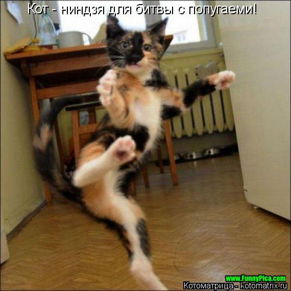 Котоматрица: Кот - ниндзя для битвы с попугаеми!