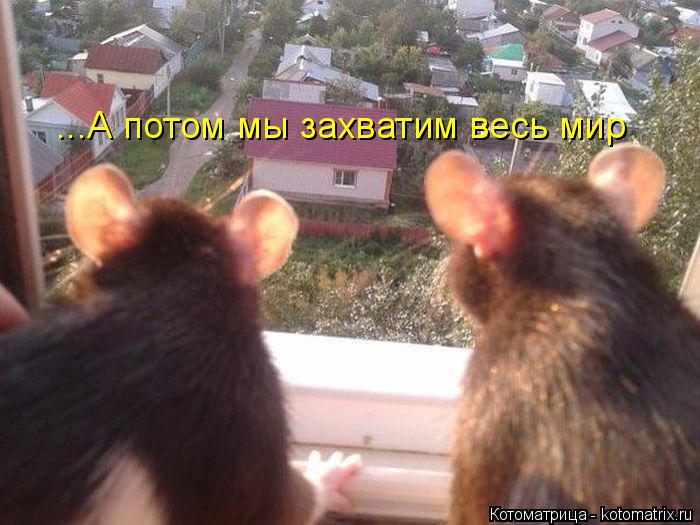 Котоматрица: ...А потом мы захватим весь мир