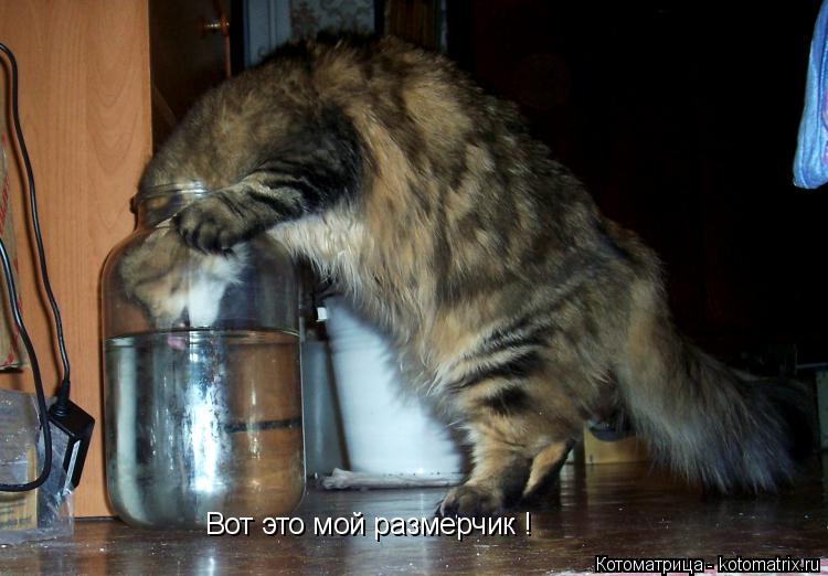 Котоматрица: Вот это мой размерчик !