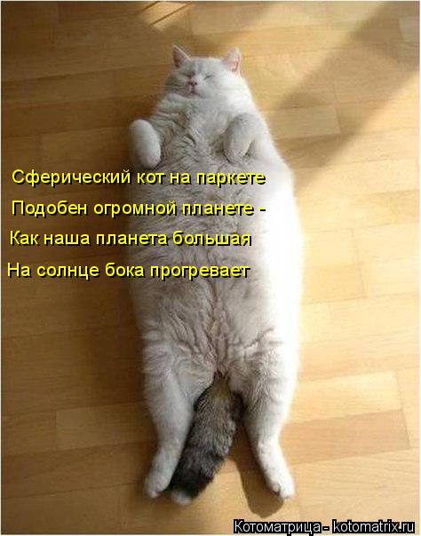 Котоматрица: Сферический кот на паркете Подобен огромной планете - Как наша планета большая На солнце бока прогревает