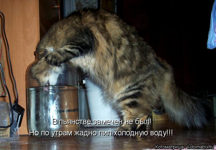 Котоматрица: В пьянстве замечен не был! Но по утрам жадно пил холодную воду!!!
