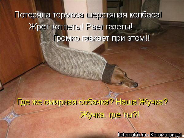 Котоматрица: Потеряла тормоза шерстяная колбаса! Жрет котлеты! Рвет газеты! Громко гавкает при этом!! Где же смирная собачка? Наша Жучка? Жучка, где ты?!