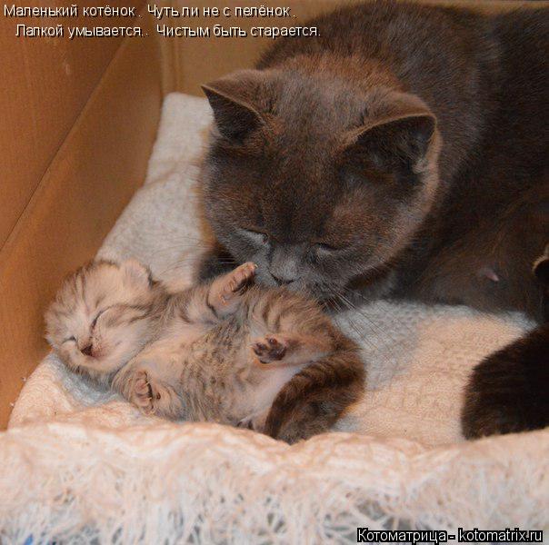 Котоматрица: Маленький котёнок   Чуть ли не с пелёнок     Лапкой умывается.   Чистым быть старается. . . .