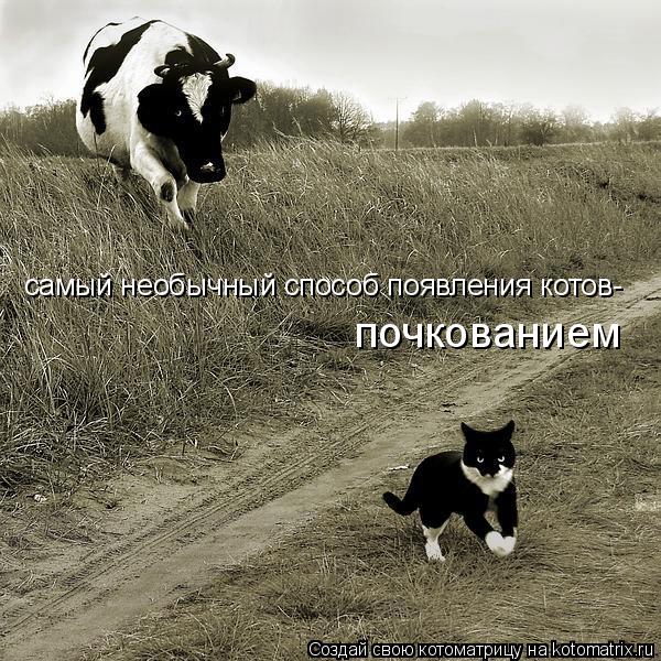 Котоматрица: самый необычный способ появления котов- почкованием