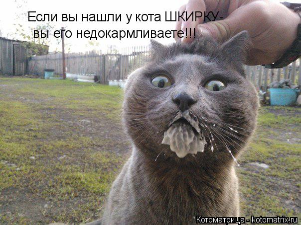 Котоматрица: Если вы нашли у кота ШКИРКУ-  вы его недокармливаете!!!