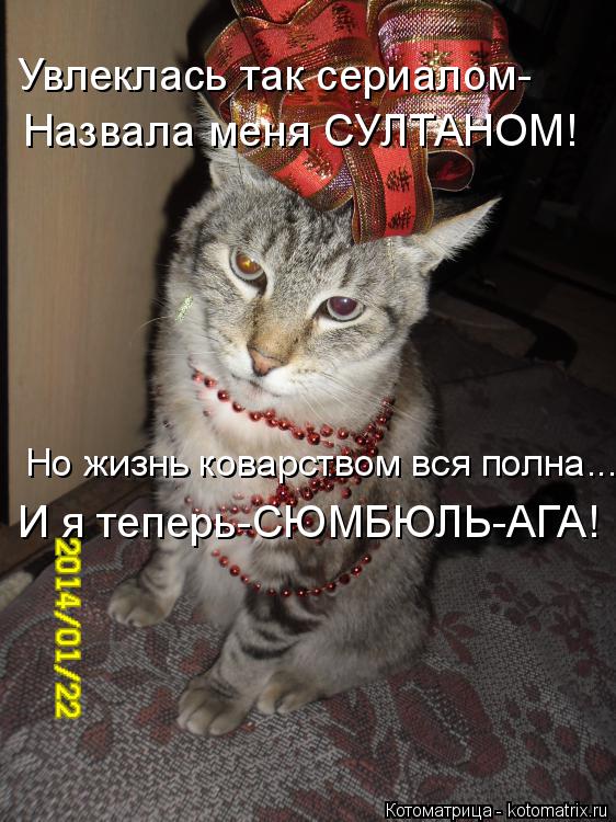 Котоматрица: Увлеклась так сериалом- Назвала меня СУЛТАНОМ! Но жизнь коварством вся полна... И я теперь-СЮМБЮЛЬ-АГА!