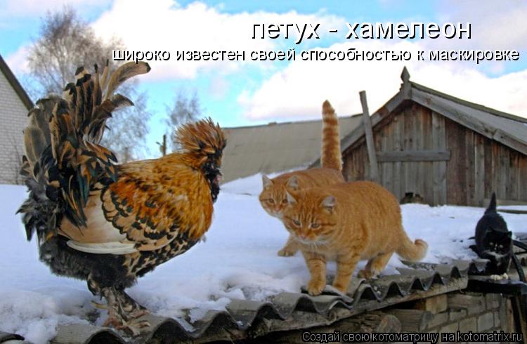 Котоматрица: петух - хамелеон широко известен своей способностью к маскировке
