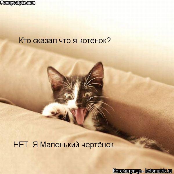 Котоматрица: НЕТ. Я Маленький чертёнок. Кто сказал что я котёнок?